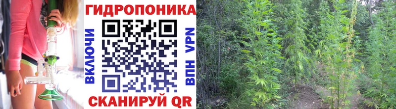 наркотики  Городовиковск  Конопля White Widow 